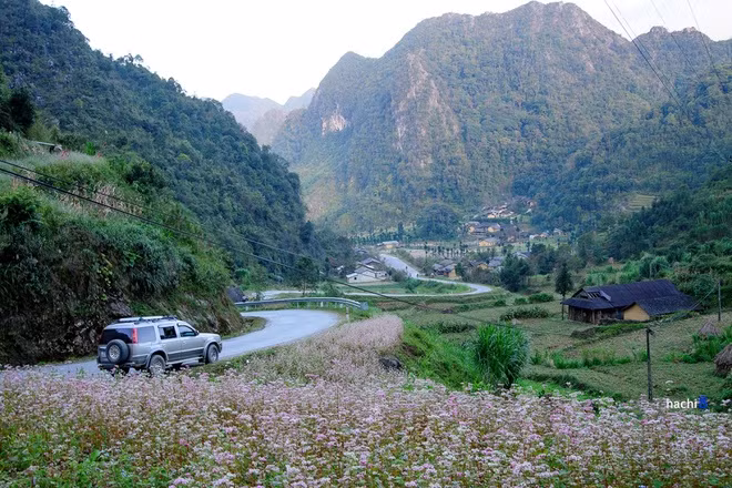 Muon ngam hoa tam giac manh Ha Giang, nen dung dau?-Hinh-2