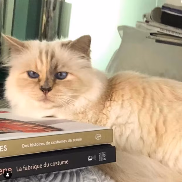 Ngoài ra, Lagerfeld còn sắm cho Choupette một chiếc Ipad để "nàng" tiện sử dụng.