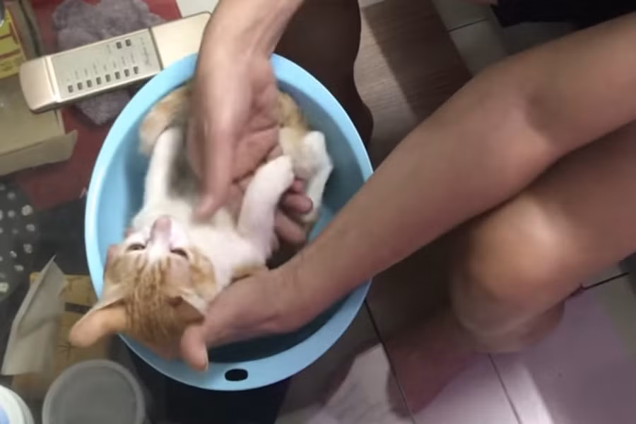 Được biết, chú mèo đóng thế nổi nhất MXH hiện tại này có tên là Lạc Lạc. Theo như chia sẻ của chủ nhân, nó là mèo mồ côi mẹ bị bỏ rơi ngoài đường, được gia đình anh đón về chăm sóc và đến nay Lạc đã 5 tháng tuổi.