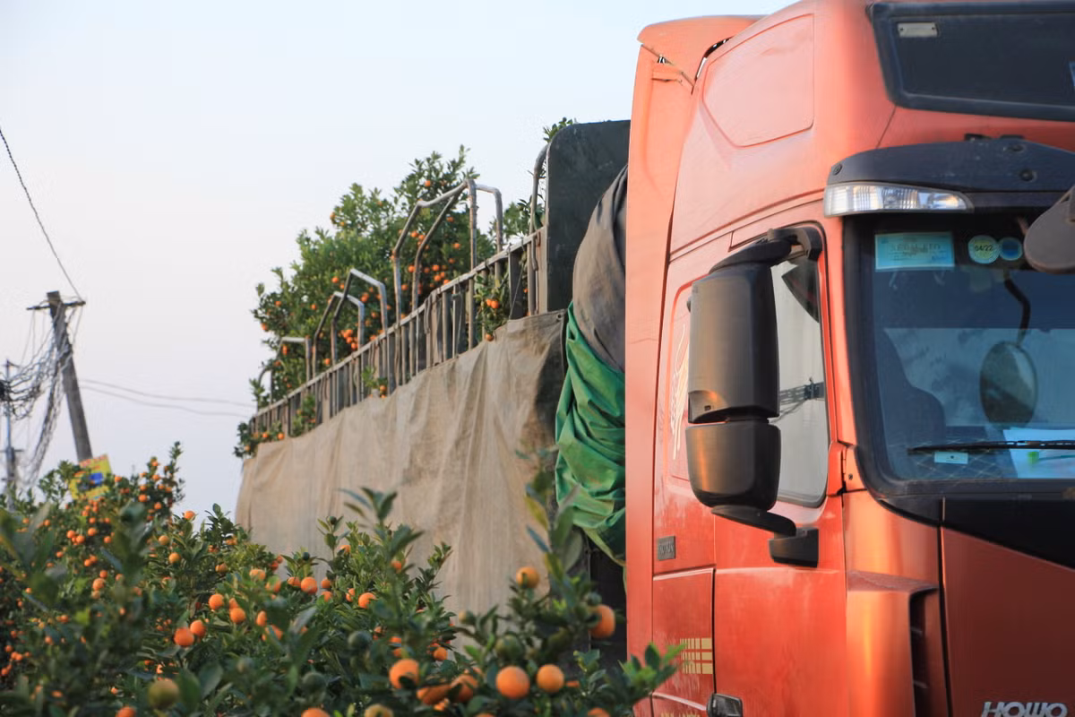 Những chiếc xe len lỏi vào tận vườn để nhận quất.