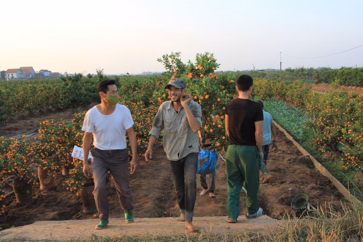 Có nhiều loại quất như: quất thế, quất tháp, quất mini... Năm con Hổ, nhiều chủ vườn tạo thế quất hình con vật này, giá bán 500.000-700.000 đồng.