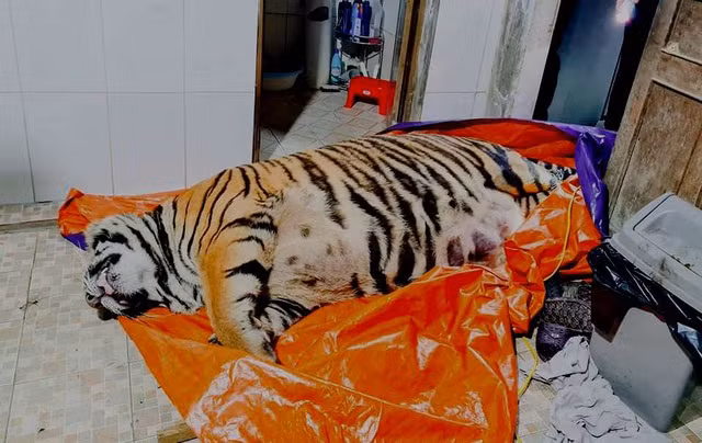 Đêm 19/1/2021, Công an Hà Tĩnh phối hợp với Công an huyện Hương Sơn khám xét nhà ông Đinh Nhật Nghệ (SN 1972, trú thôn Bảo Thượng, xã Quang Diệm) và phát hiện một cá thể hổ nặng 250kg trong tình trạng đã chết. Con hổ được xác định bị trích điện. Sau gần 1 ngày bỏ trốn, ông Nghệ đã đến cơ quan công an đầu thú. Ông Nghệ khai mua con hổ từ Nghệ An đưa về nhà để nấu cao hổ nhưng chưa kịp thì bị bắt.