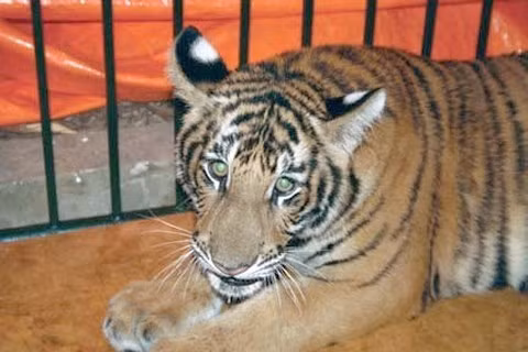 Ngày 14/9/2019, Nguyễn Nhật Hồng (37 tuổi) và Nguyễn Thái Chiến (27 tuổi) cùng trú ở Hương Sơn, Hà Tĩnh bị bắt quả tang khi đang lái ô tô chở 1 con hổ còn sống, nặng khoảng 240kg được nhốt trong lồng sắt. Hai người này khai vận chuyển con hổ từ Nghệ An giao cho Nguyễn Văn Minh (49 tuổi, tạm trú phường Hồng Hải, TP. Hạ Long, Quảng Ninh). 
