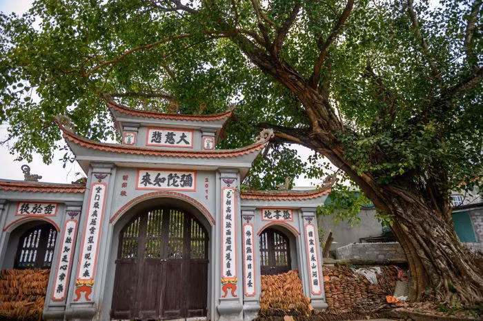 Ngoi chua gan 700 tuoi cho sap o Ha Noi