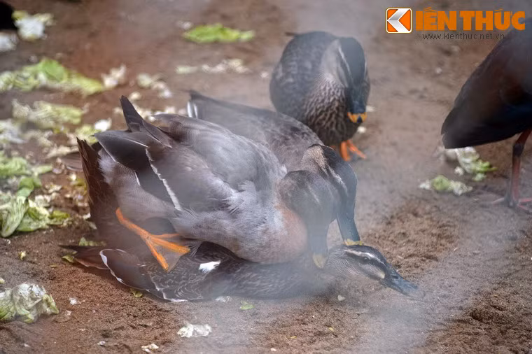 Vịt trời thực hiện việc "duy trì nòi giống", hoạt động "truyền thống" diễn ra vào mùa xuân của các loài chim hoang dã.