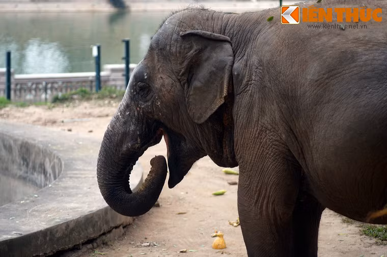 Voi nhâm nhi các món đồ ăn vặt ngày Tết như ngô, bí đỏ, dưa hấu...