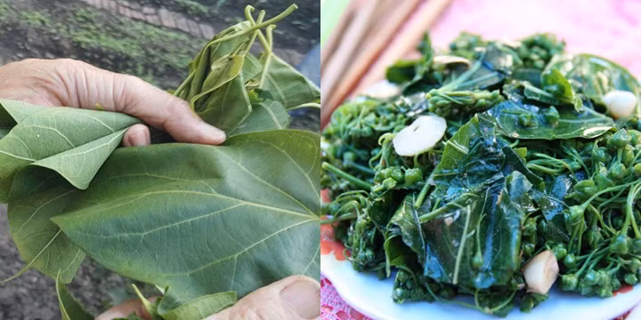 Lá ngón được người dân ở đây sử dụng là loại lá ngón không độc, hình tròn và ngắn, kích thước lá to gần bằng một bàn tay. Ảnh: pose.