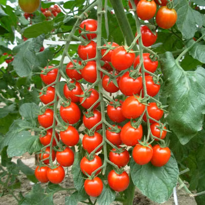 Cà chua chứa các carotenoids, đặc biệt là lycopene giúp bảo vệ làn da của bạn khỏi tác hại của ánh nắng mặt trời và ngăn ngừa nếp nhăn. Ảnh: giongcaytrong365.