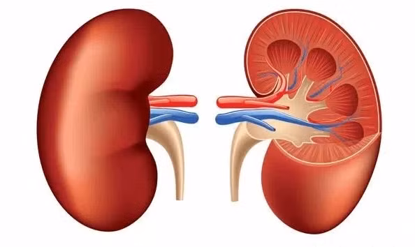 Bên cạnh bệnh tim mạch, ung thư, tiểu đường thì bệnh thận mãn tính cũng là bệnh gây tử vong nhiều ở nước ta. Ảnh: benhvien108.