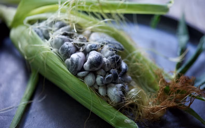 Huitlacoche: Đây là tên một loại bệnh khiến nấm mọc trên ngô. Hạt ngô mọc nấm được dùng làm bánh mì tortilla hay nấu súp. Ảnh: Glutton For Life.