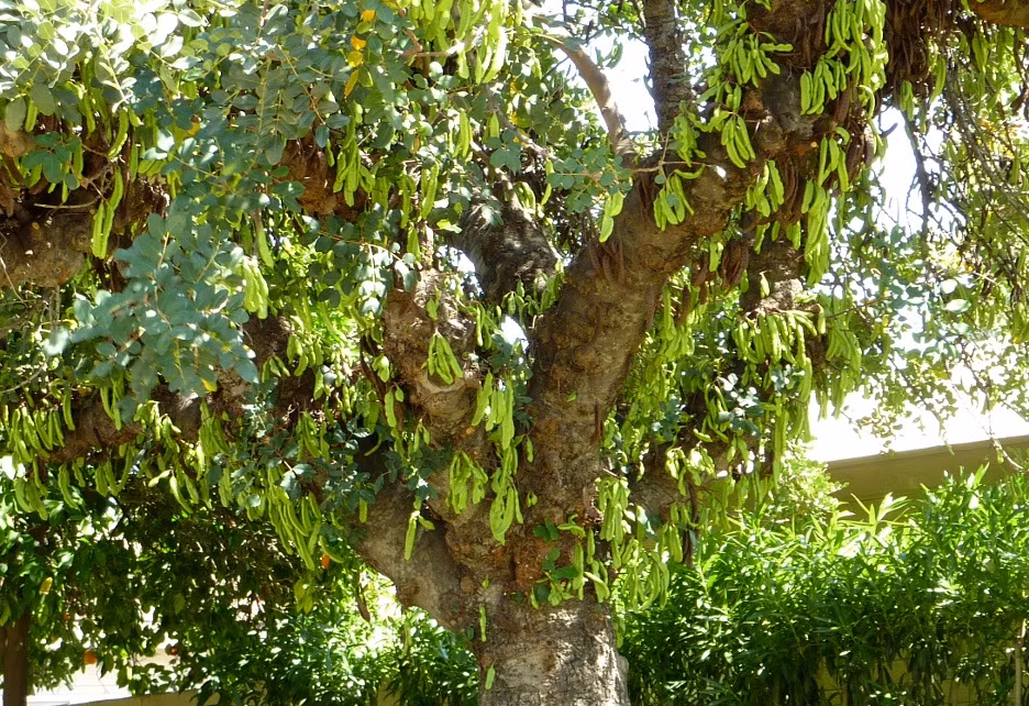Quả cây Carob là một loại đậu không nẻ, dài, nén, thẳng hoặc cong, có những đường khớp. Vỏ có màu nâu với một bề mặt nhăn nheo và màu da khi chín.