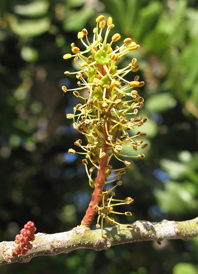 Tuy hoa cây Carob có bề ngoài không quá đặc biệt, nở hoa li ti nhưng mùi hương rất kinh dị, giống như mùi của tinh trùng đàn ông.