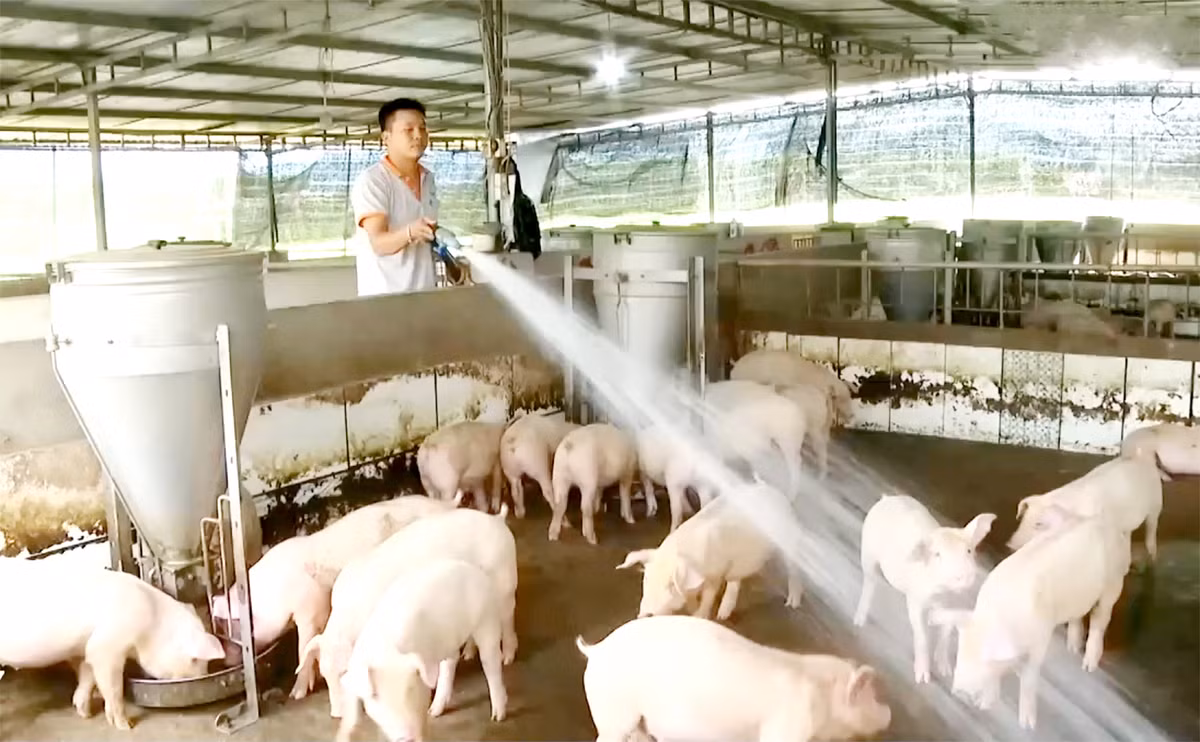 Giá thịt heo ở Bà Rịa-Vũng Tàu vẫn neo ở mức cao Gia thit heo o Ba Ria-Vung Tau van neo o muc cao
