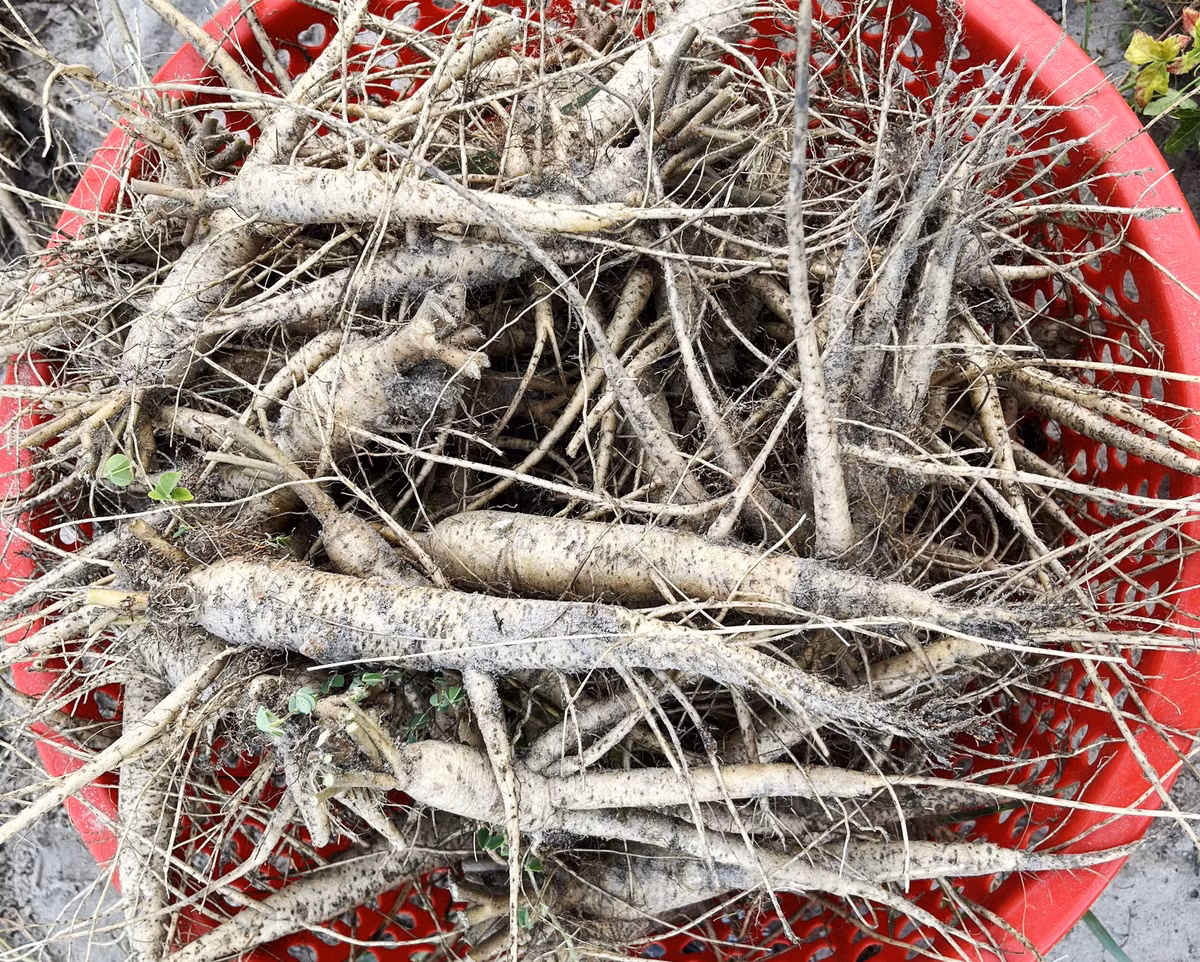 Trồng sâm “tiến vua”, nông dân Hà Tĩnh bỏ túi hơn 700 triệu - Hình 3 Trong sam “tien vua”, nong dan Ha Tinh bo tui hon 700 trieu-Hinh-3