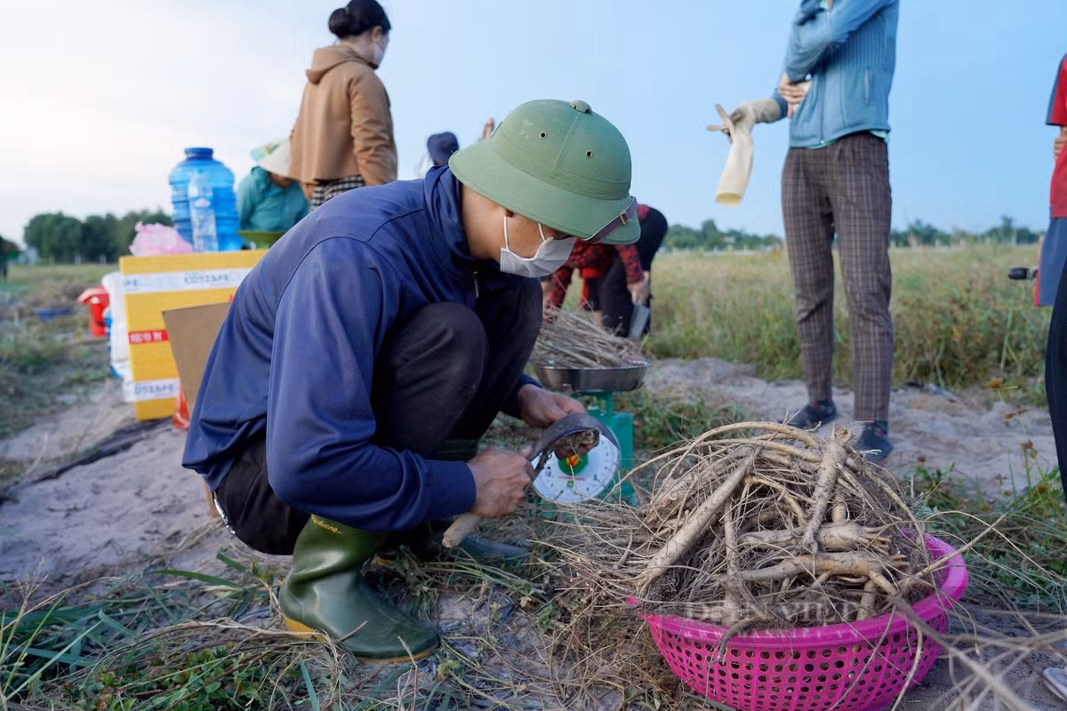 Trồng sâm “tiến vua”, nông dân Hà Tĩnh bỏ túi hơn 700 triệu - Hình 4 Trong sam “tien vua”, nong dan Ha Tinh bo tui hon 700 trieu-Hinh-4