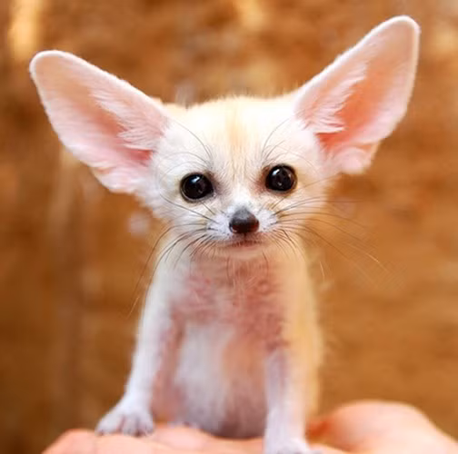 Cáo sa mạc, tên khoa học là Fennec, là một loài cáo cực đáng yêu với đôi mắt tròn đen láy và chiếc tai dài, to bất thường. Mặc dù là thú nuôi phổ biến ở Mỹ nhưng chúng được coi là hàng hiếm ở Việt Nam, được các dân chơi thú cảnh săn lùng ráo riết mặc dù giá không hề rẻ.