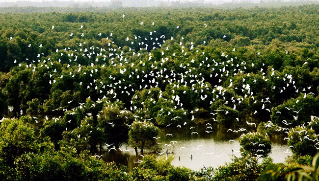 Đặc biệt, khi đến đây, du khách có cơ hội được chiêm ngưỡng một loài chim hạc còn gọi là sếu đầu đỏ (Grus antigone) hay sếu cổ trụi, một trong 15 loài sếu có nguy cơ tuyệt chủng trên thế giới.