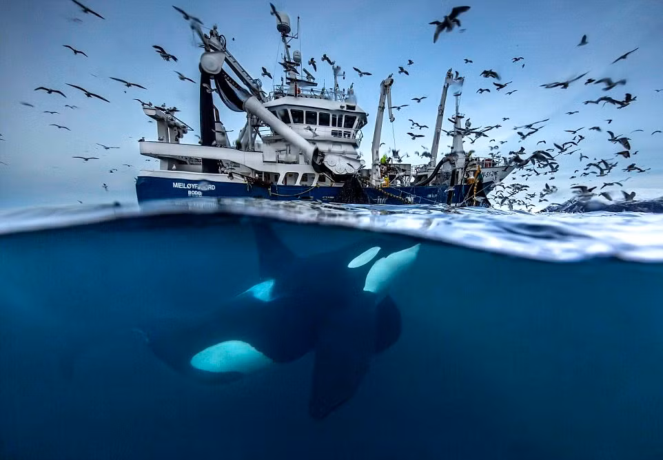Triển lãm Wildlife Photographer - Nhiếp ảnh cuộc sống hoang dã lần thứ 52 sẽ được tổ chức tại bảo tàng Lịch sử Tự nhiên tại London, Anh vào tháng 10 sắp tới. Cuộc thi năm nay thu hút hơn 50.000 tác phẩm đến từ hơn 95 quốc gia khác nhau. Trong số đó có những tác phẩm nhiếp ảnh về cuộc sống của động vật hoang dã gây ấn tượng mạnh. Trong ảnh là một con cá voi sát thủ đang ẩn nấp dưới đáy thuyền để ăn cắp cá của ngư dân. Ảnh của nhiếp ảnh gia Audun Rikardsen từ Na Uy. (Nguồn Dailymail)