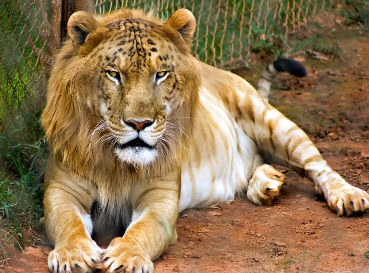 Con lai giữa bố hổ, mẹ sư tử được gọi là Tigon (hổ sư). Tigon thường có kích thướng nhỏ hơn bố mẹ, số lượng ít hơn so với Liger.