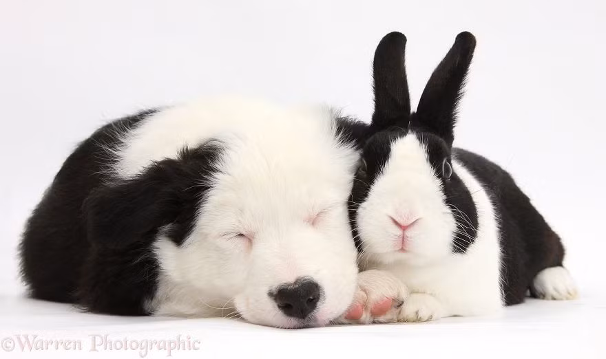 Chó con và thỏ đã bất ngờ ngay từ lần gặp đầu tiên vì màu lông quá giống nhau. (Nguồn Bored Panda)