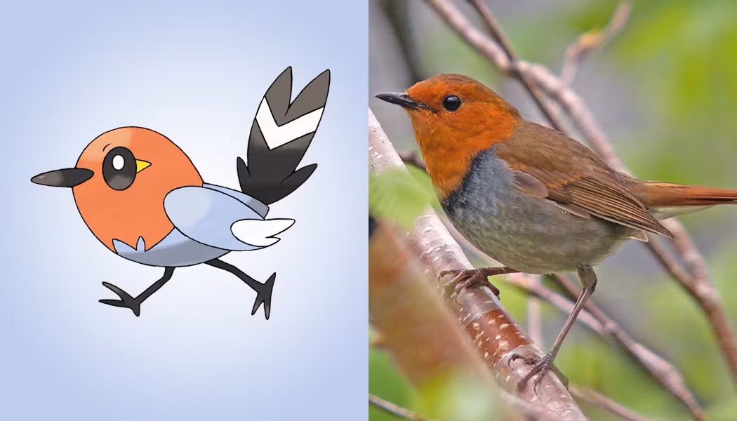 Fletchling, một Pokemon gia cầm có ngoại hình giống hệt như chim oanh Nhật Bản. Fletchling được cho là rất thân thiện và cũng được biết đến với chất giọng thánh thót, đáng yêu.