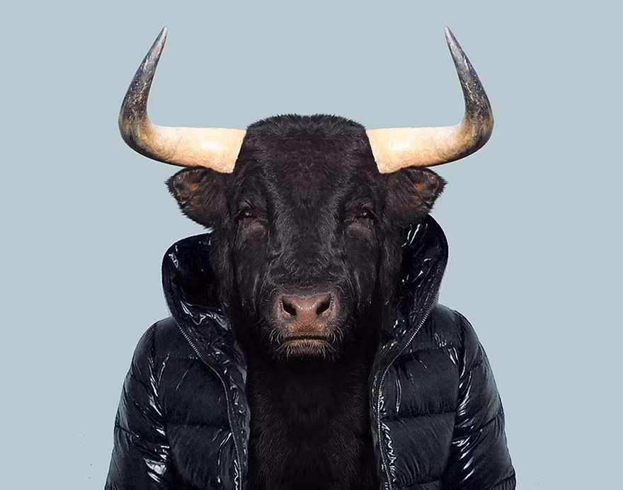 Bò rừng trở thành một chàng "cool boy" với chiếc áo lông vũ đen đặc trưng. (Nguồn Bored Panda)