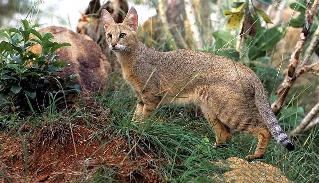 Mèo ri có thời kỳ mang thai khoảng 63 ngày, có thể đẻ trung bình từ 3 đến 5 mèo con. Trong tự nhiên, mèo ri đực không tham gia vào việc nuôi dưỡng thế hệ sau.