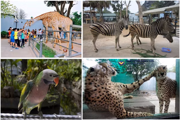 Cùng với Thủ Lệ, vườn thú ở khu du lịch Thiên Đường Bảo Sơn là một trong hai vườn thú lớn của Hà Nội và khu vực miền Bắc. Nơi đây nuôi dưỡng các loài thú hoang dã đến từ Nam Phi và Bắc Mỹ như hươu cao cổ, ngựa vằn, hổ trắng, sư tử trắng, linh cẩu đốm, báo Chita...