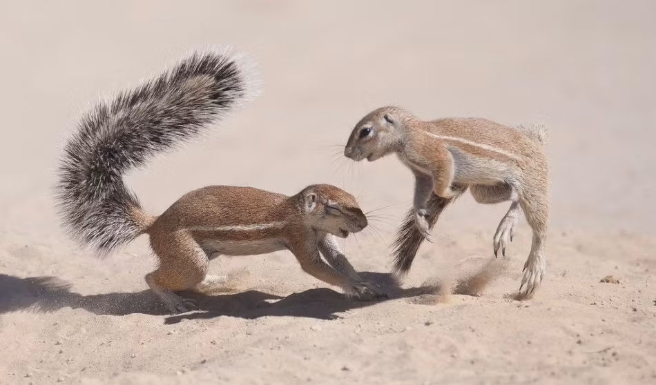 Wim van den Heever, một nhiếp ảnh gia người Nam Phi trong kỳ nghỉ khám phá thiên nhiên hoang dã ở Botswana cùng với con trai của mình đã ghi lại được cảnh tượng kịch tính khi hai con sóc đất châu Phi gây chiến với nhau. (Nguồn Sina)