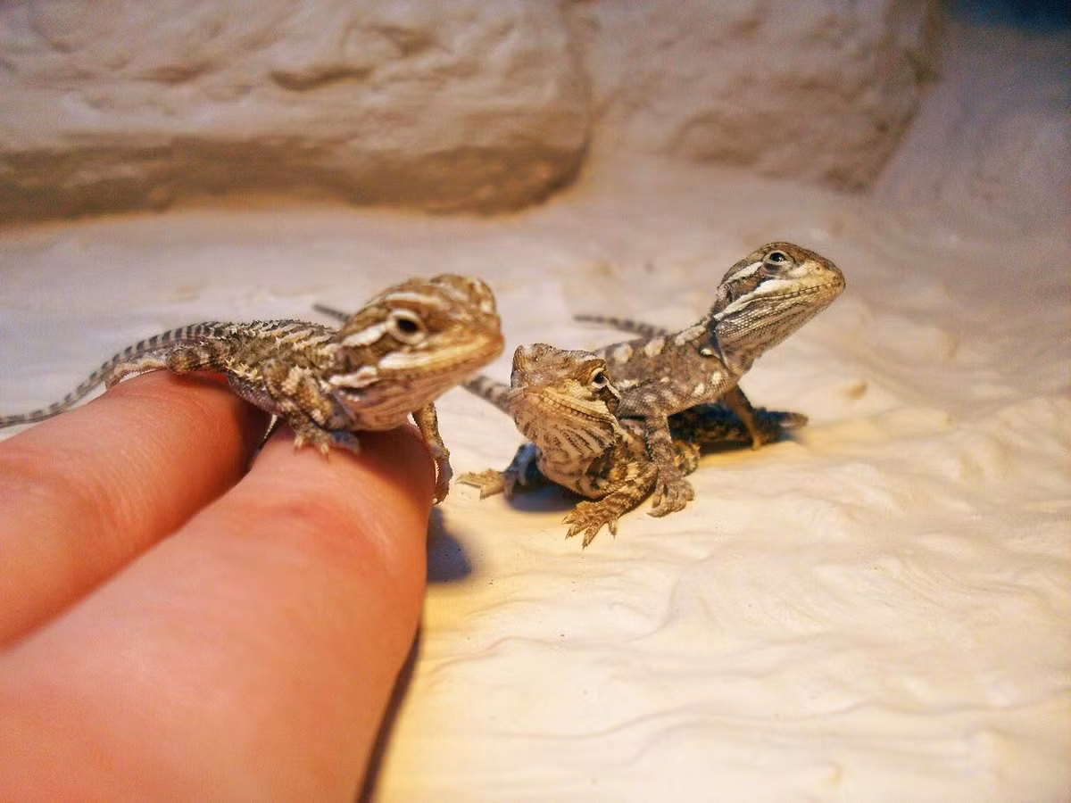 Rồng Australia, tên khoa học là Pogona barbata - Pogona vitticeps cũng là một trong những loài thú cưng hiếm lạ được dân chơi thú cảnh Việt Nam săn lùng do dễ nuôi, thân thiện và độc đáo.