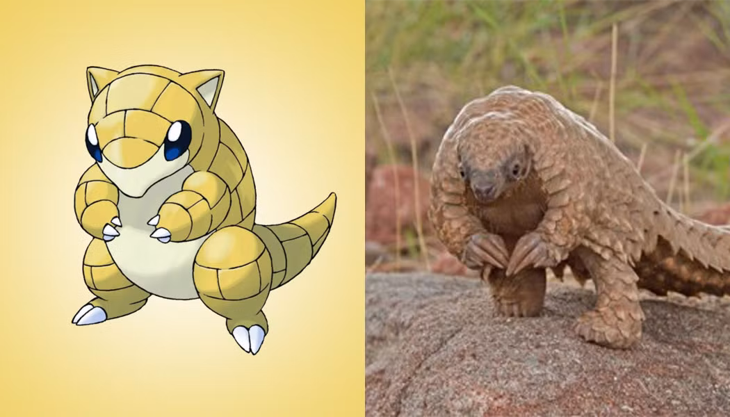 Từ lúc loài tê tê Java được phát hiện có ngoại hình giống hệt như Pokemon Sandshrew, danh tiếng của loài sinh vật độc dị ở Việt nam này lại càng bay xa hơn.