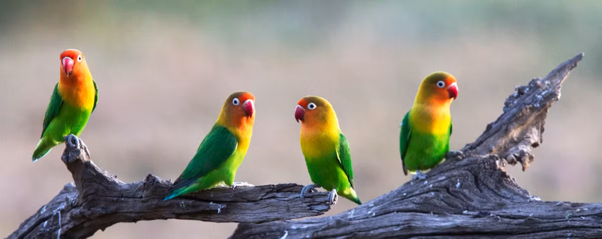 Chi két mẫu đơn hay két uyên ươnglà một chi chim trong họ Psittacidae. Đây là loài chim nhỏ, rất xinh xắn, nhiều màu sắc, có đặc tính thân thiện, khá trung thành với chủ nhưng ồn ào, khả năng bắt chước giọng nói kém. Chỉ bởi màu sắc quá nổi bật và cái tên quá kêu, két uyên ương vẫn làm say lòng những dân chơi thú cảnh Việt.