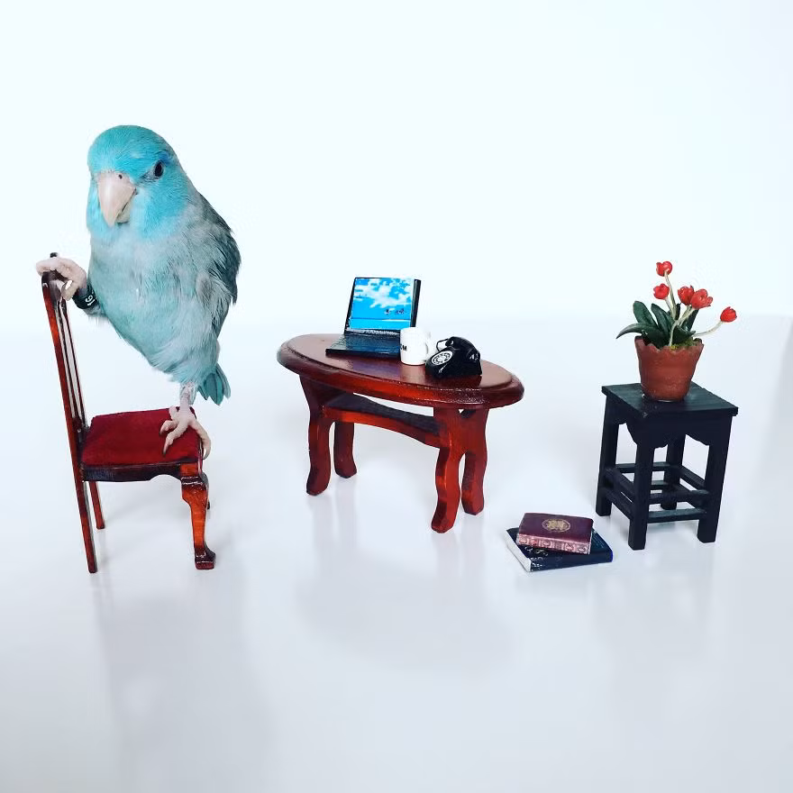 Hiện hai chú vẹt đã có tài khoản Instagram riêng, dù chỉ mới lập những đã thu hút hơn 11.000 người hâm mộ. (Nguồn Bored Panda)