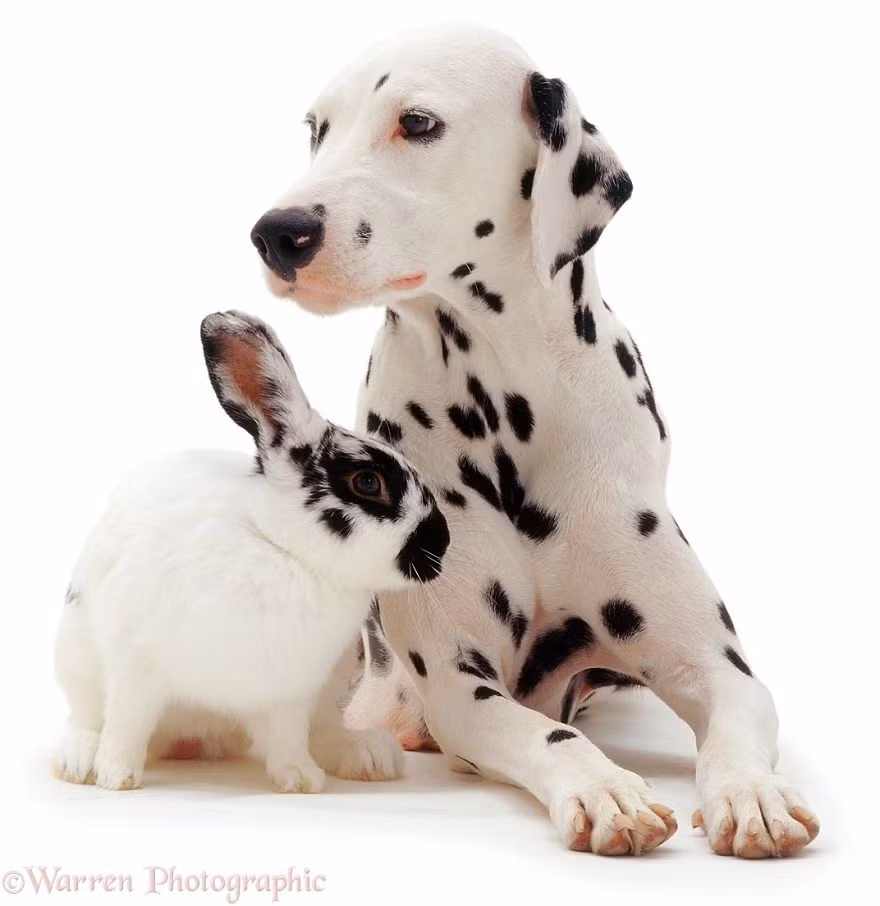 Chó đốm và thỏ đốm, cặp chị em động vật khác loài vô cùng nổi bật. (Nguồn Bored Panda)