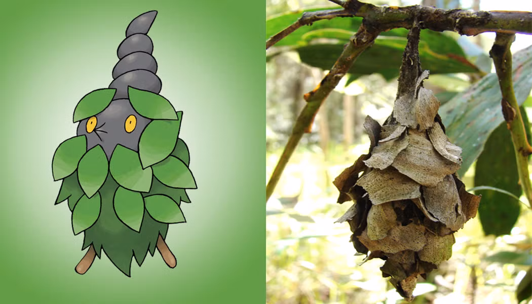Bên trái là sinh vật Pokemon có tên là Burmy, một Pokemon ấu trùng có một cái miệng như mỏ chim và đôi mắt màu vàng sáng, quanh thân bao bọc bởi những chiếc lá giống như áo choàng. Một cách tình cờ, ngoại hình của ấu trùng bướm đêm Bagworm (ảnh phải) trong tự nhiên gần như trùng khớp với tạo hình của Burmy.