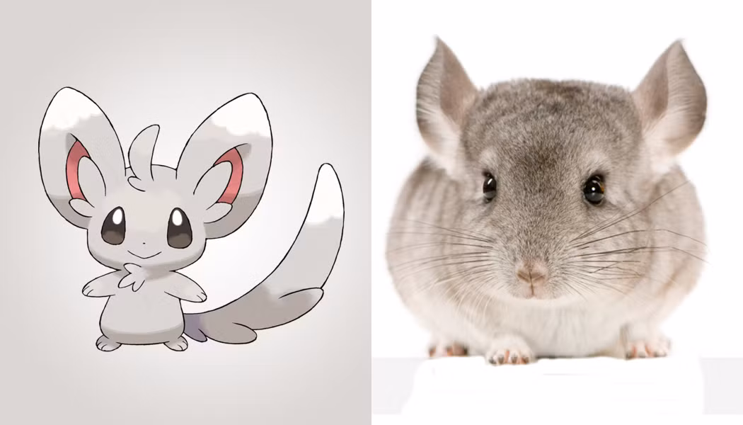 Minccino là một trong những Pokemon đáng yêu bậc nhất, toàn thân màu xám xen kẽ chút hồng ở lòng trong tai, Minccino trông giống hệt như loài sóc Chinchilla là một loài động vật gặm nhấm hoạt động về đêm có nguồn gốc từ dãy núi Andes ở Nam Mỹ.