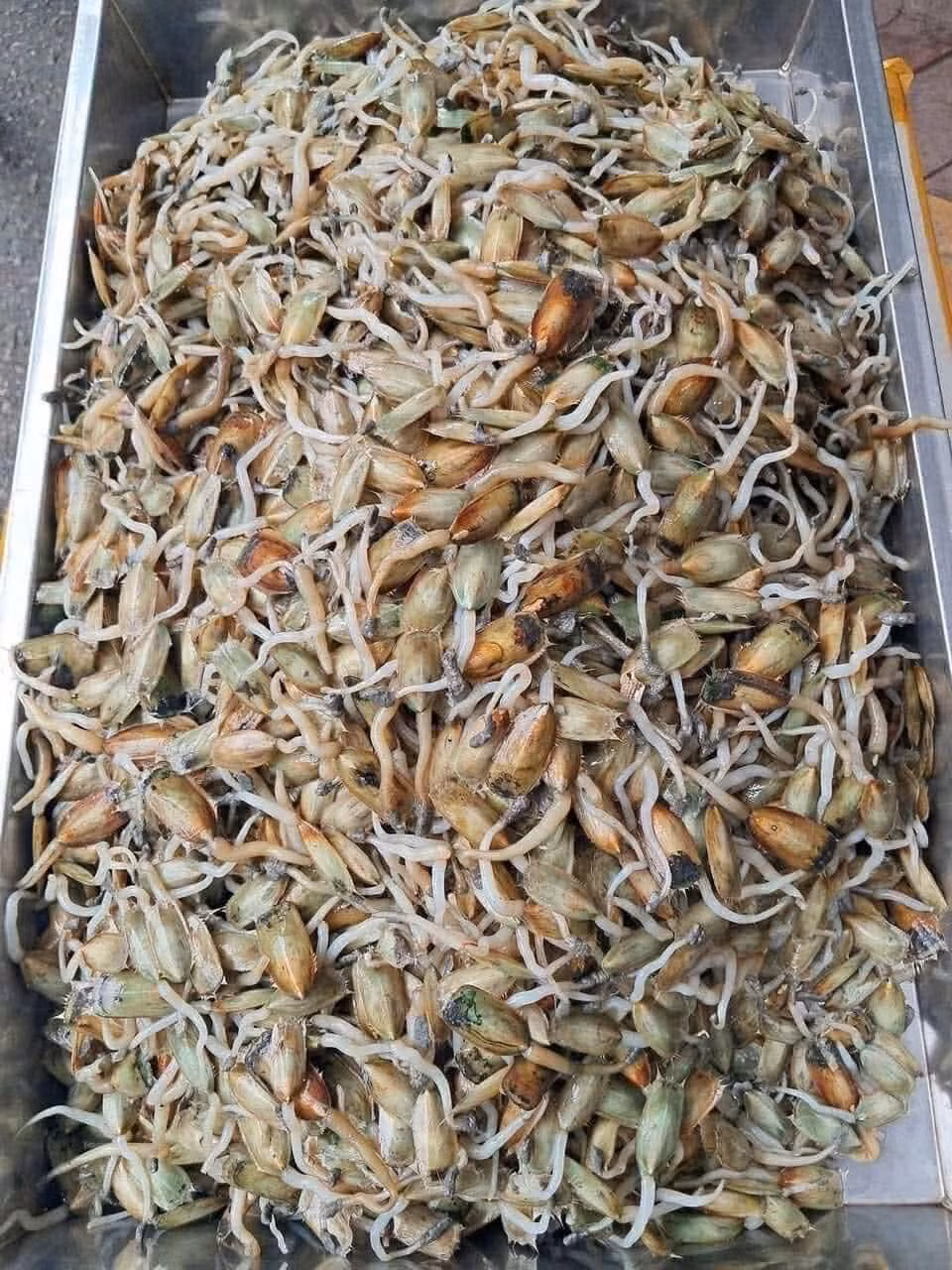 Giá bể hay còn gọi là giá biển là một loài nhuyễn thể có lớp vỏ màu xanh sẫm, vẻ ngoài khá giống con trai nhưng kích thước chỉ bằng ngón tay cái được người Hải Phòng chế biến thành nhiều món ăn ngon như gỏi giá bể, giá bể xào. Ảnh Phùng Thanh Loan