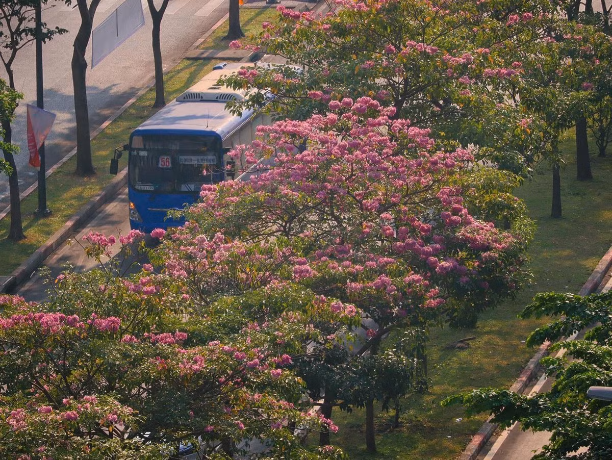 Loài hoa không rực rỡ như phượng vĩ, không lộng lẫy như mai vàng, nhưng mỗi lần xuất hiện lại khiến lòng người xao xuyến. Ảnh Nhất Ý