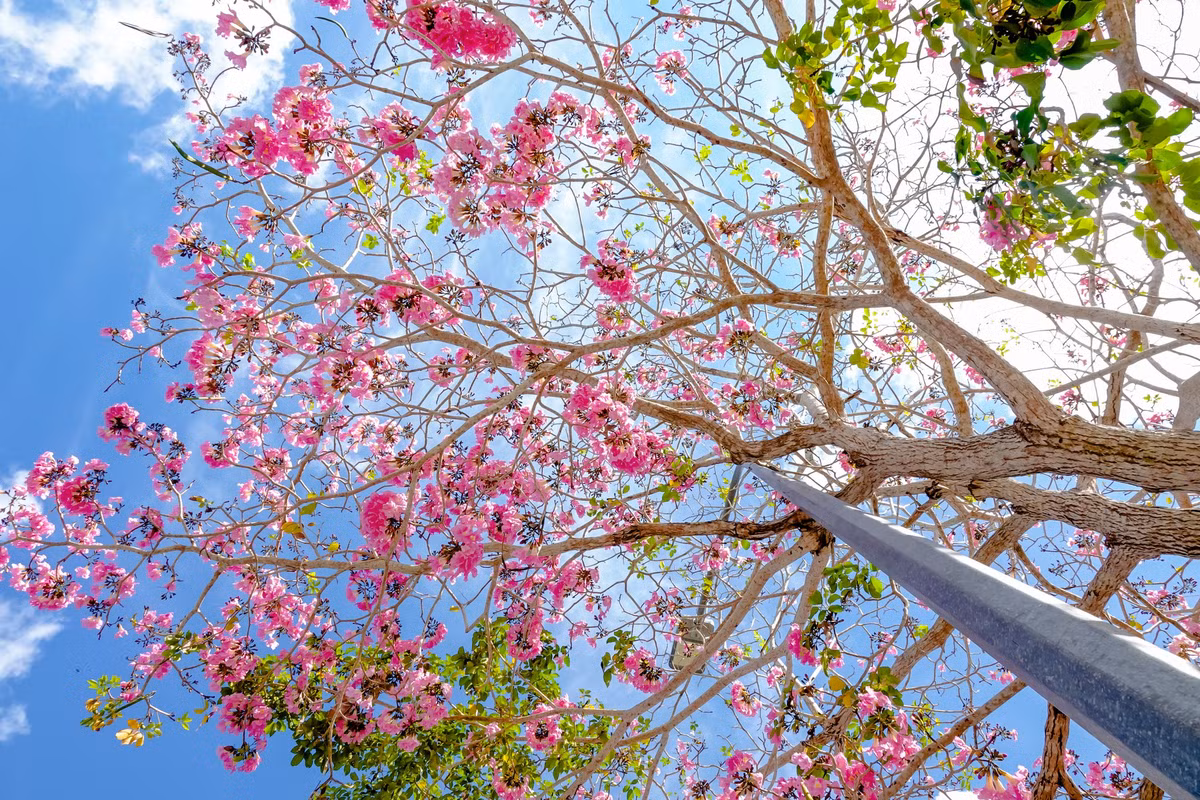 Vào mùa hoa nở, cả con đường khoác lên mình vẻ đẹp lãng mạn thu hút mọi ánh nhìn. Ảnh Dương Tấn Huỳnh