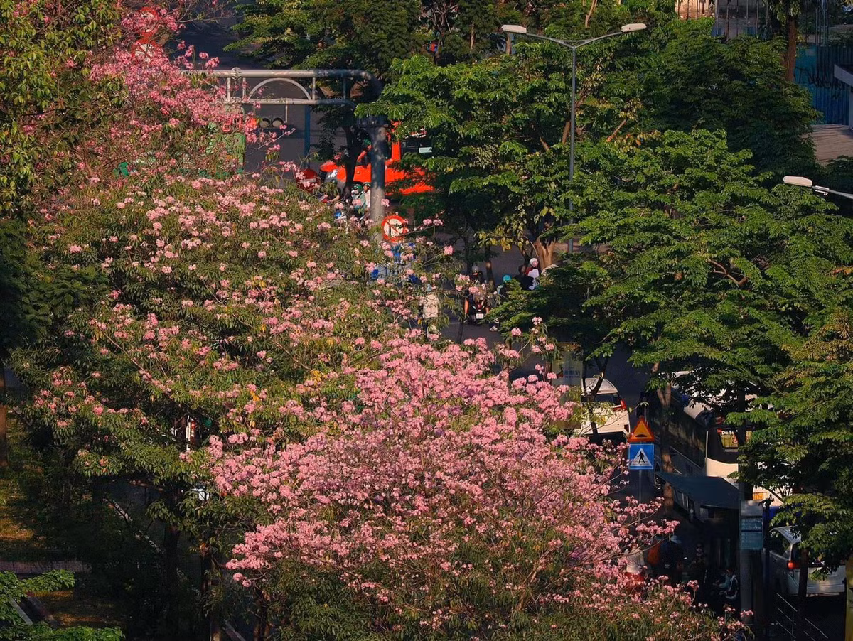 Hoa có hình dạng giống chiếc chuông, màu hồng phấn tựa như hoa anh đào, mọc thành từng chùm từ 10 đến 20 bông trên đầu cành. Ảnh Nhất Ý