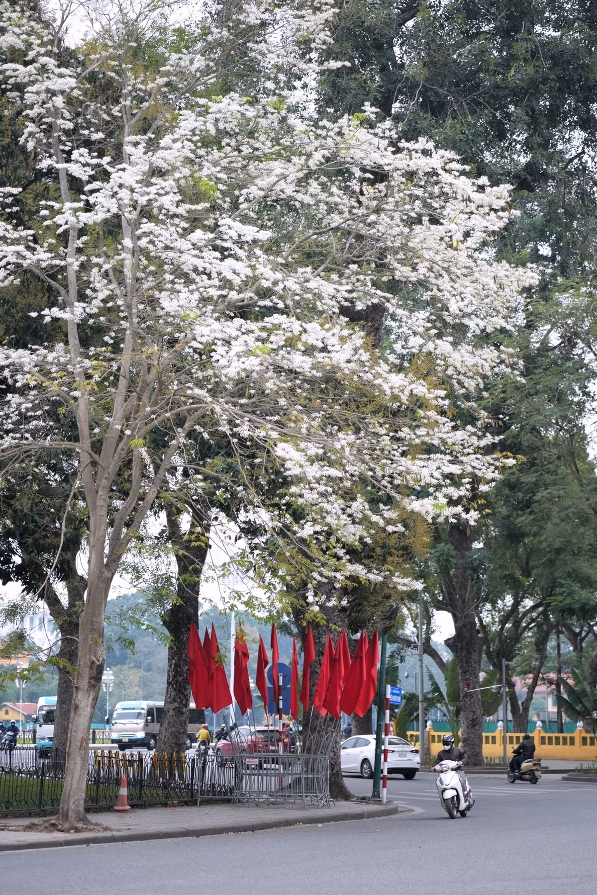 Từ Kim Mã, Phan Đình Phùng, đường Thanh Niên hay khu Ngoại giao đoàn Đặng Văn Ngữ... đều là những tọa độ quen thuộc mỗi mùa hoa về.