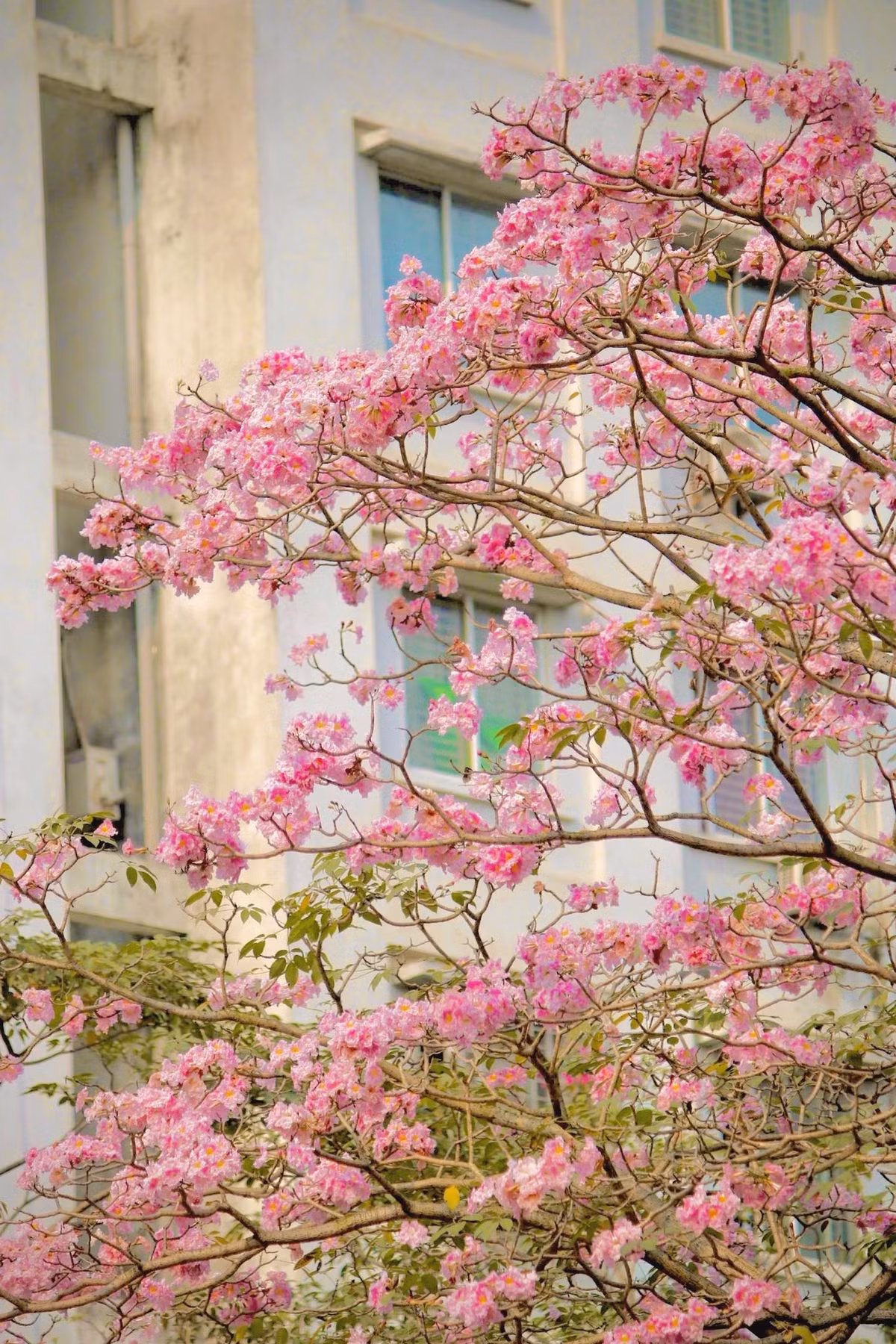  Hoa kèn hồng, hay còn được gọi là hoa chuông hồng, là loài hoa có xuất xứ từ châu Mỹ, thường nở rộ vào những ngày đầu tháng 3 đến tháng 6. Ảnh manh_meo_262