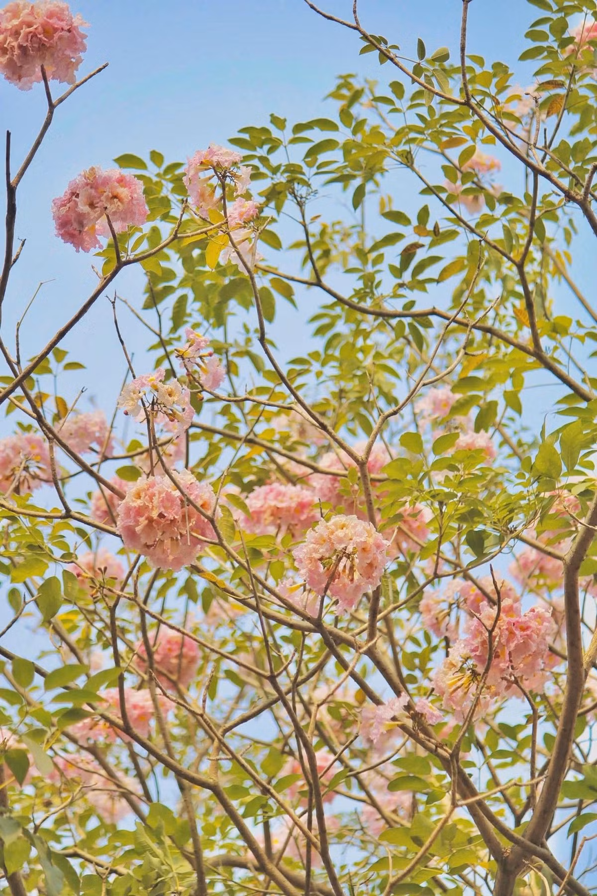 Không giống như hoa đào rực rỡ hay hoa ban trắng tinh khôi, kèn hồng mang một nét đẹp trầm lắng, nhẹ nhàng nhưng không kém phần quyến rũ. Ảnh manh_meo_262