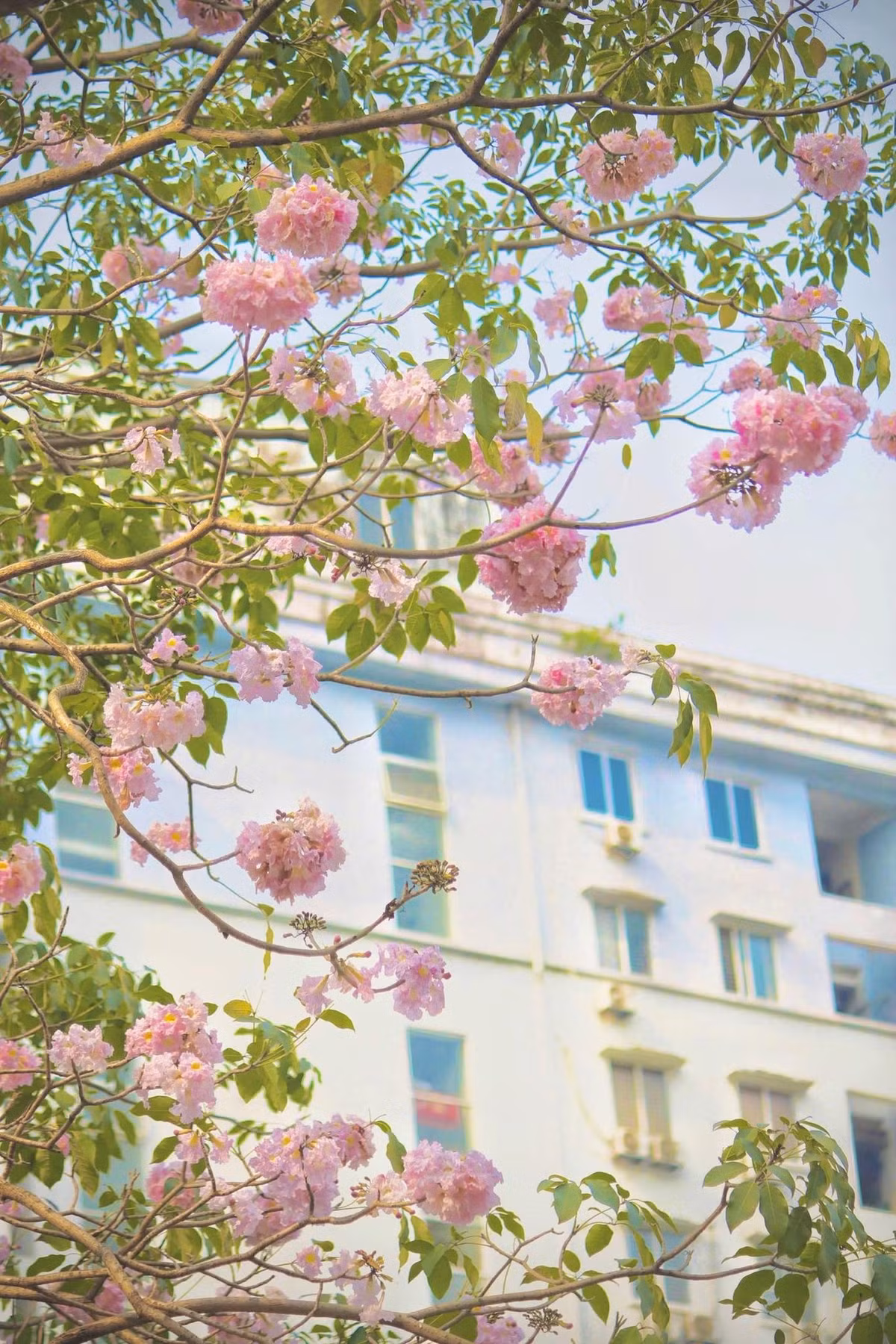 Nhiều người ví mùa hoa kèn hồng như một bản giao hưởng dịu dàng của thiên nhiên, giúp cân bằng nhịp sống hối hả thường ngày.