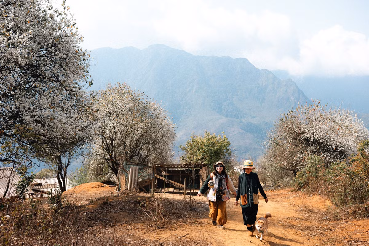 Thời điểm lý tưởng để ngắm hoa táo mèo là lúc sáng sớm, những ngày không có sương mù hoặc hoàng hôn. Ảnh Hoàng Minh Đức