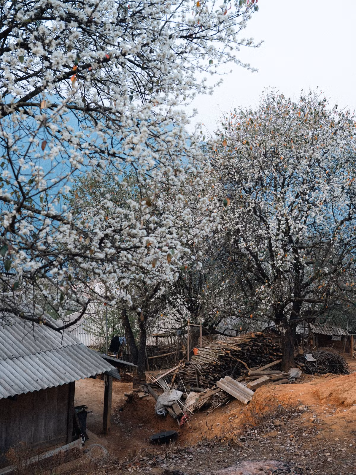 Cứ mỗi độ tháng 3 về, khi mùa xuân vừa thức giấc sau mùa đông giá lạnh, thời tiết cũng ấm dần lên cùng với vũ điệu của hoa mơ, hoa mận, hoa ban, thì hoa sơn tra lại nở trắng rừng và trên các cung đường. Ảnh Hoàng Minh Đức