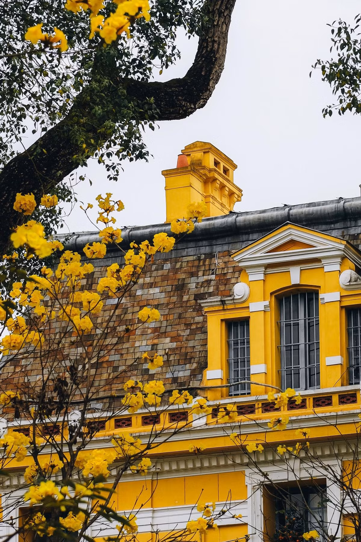 Những chùm hoa đẹp phủ khắp tán cành, nối tiếp nhau mang tới vẻ đẹp khiến nhiều người say đắm. Ảnh Phạm Hồng Vân