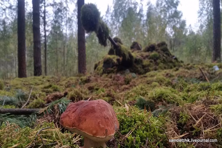 Và cách để những chiếc xe tăng Nga trở nên vô hình trước “mắt thần” vệ tinh do thám của Mỹ chính là khoác lên trên mình những bộ độ ngụy trang đặc biệt được làm bằng rêu và gỗ. Nhưng thứ vật liệu có sẵn trong mọi khu rừng ở nước Nga. Nguồn ảnh: samoletchik.