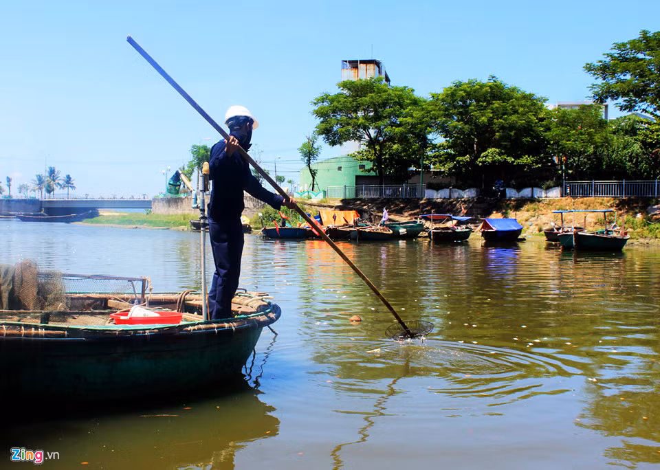 Theo công nhân Công ty Thoát nước và xử lý nước thải Đà Nẵng, sau khi vớt xác cá xong họ sẽ đem đi tiêu hủy.