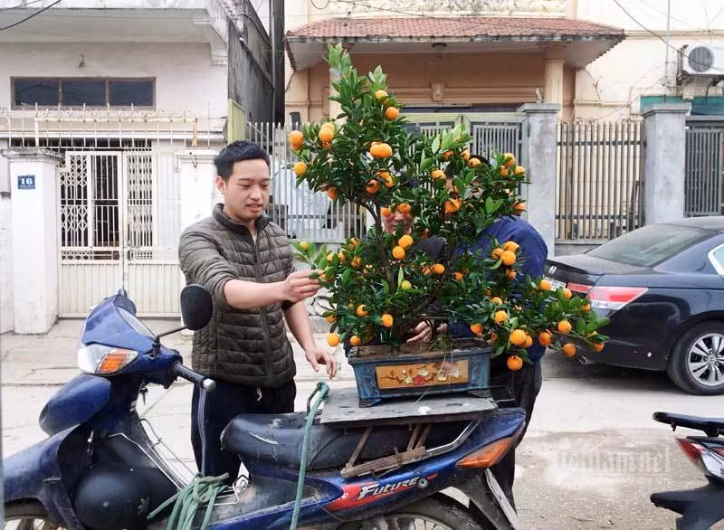 Dan Ha thanh do ra dong chon quat choi Tet, nha vuon thu tien ty-Hinh-10